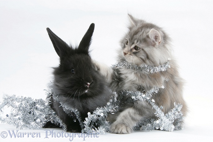 Maine Coon kitten, 8 weeks old, and black baby Dutch x Lionhead rabbit with tinsel, white background