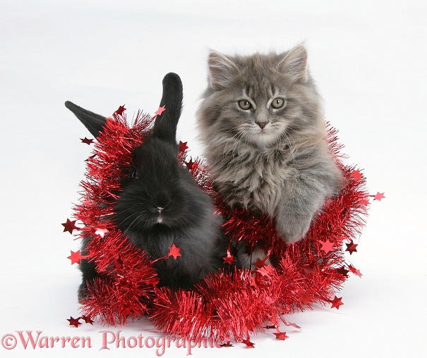 Maine Coon kitten, 8 weeks old, and black baby Dutch x Lionhead rabbit with red tinsel, white background