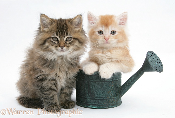 Maine Coon kittens in a small watering can, white background