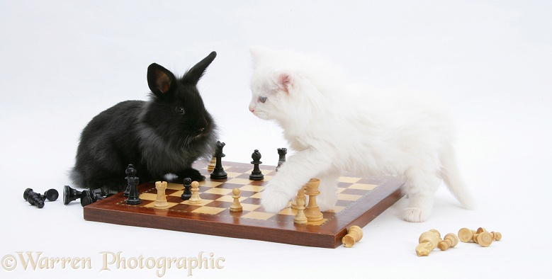 White Maine Coon kitten, 7 weeks old, and black rabbit playing chess, white background