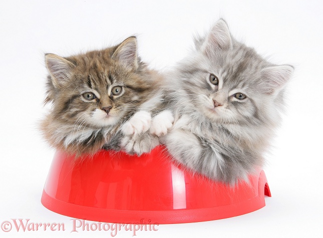 Maine Coon kittens, 8 weeks old, in a plastic food bowl, white background