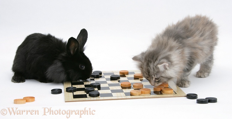 Maine Coon kitten, 8 weeks old, and black rabbit playing draughts, white background