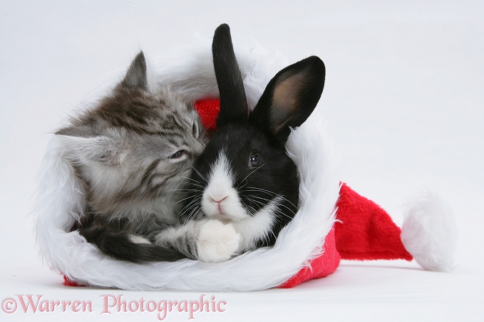 Maine Coon kitten, 8 weeks old, and baby Dutch x Lionhead rabbit in a Father Christmas hat, white background