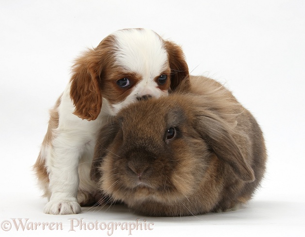 Blenheim Cavalier King Charles Spaniel pup with Lionhead rabbit, white background
