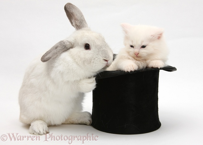 Rabbit and white Maine Coon kitten in a top hat, white background