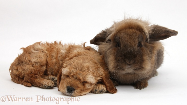 Sleepy Golden Cockapoo pup and Lionhead-cross rabbit, white background