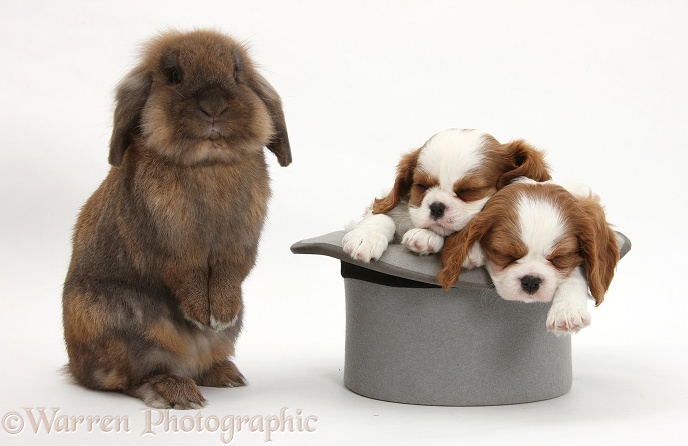Rabbit with Blenheim Cavalier King Charles Spaniel pups sleeping in a top hap, white background