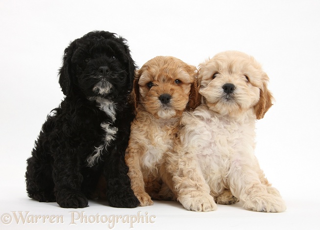 Two golden and one black Cockapoo pups, white background