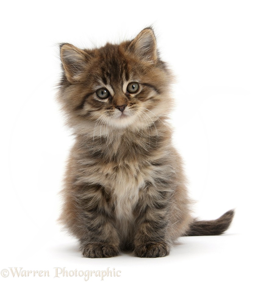 Brown tabby Maine Coon kitten, 7 weeks old, sitting, white background