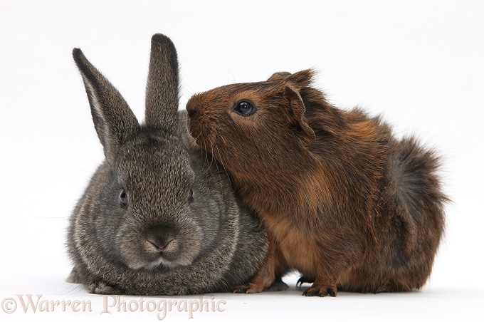 Baby agouti rabbit and baby red-agouti Guinea pig, white background