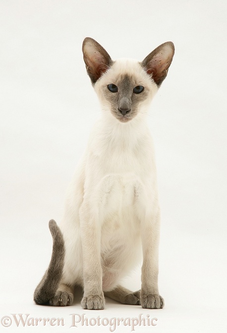 Blue-point Siamese cat, white background