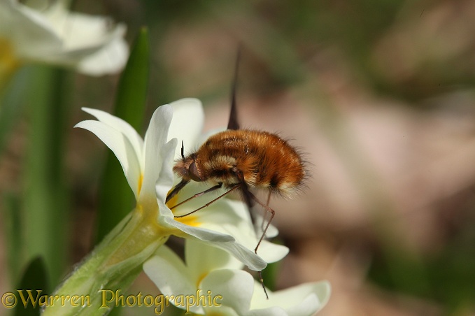 Bee Fly (Bombylius major) visiting Primrose (Primula vulgaris).  Europe