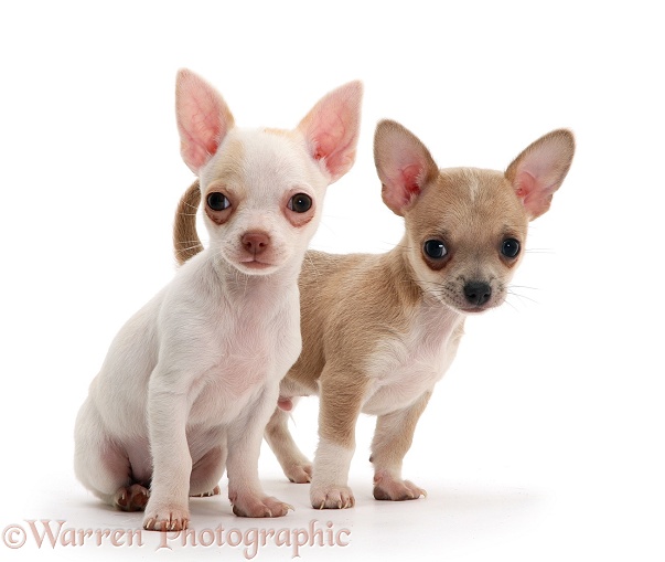 Smooth-haired Chihuahua pups, white background