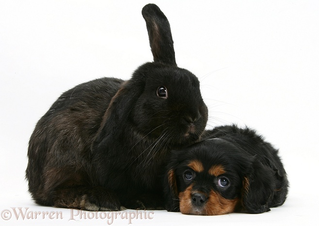 Black-and-tan Cavalier King Charles Spaniel pup and black rabbit, white background