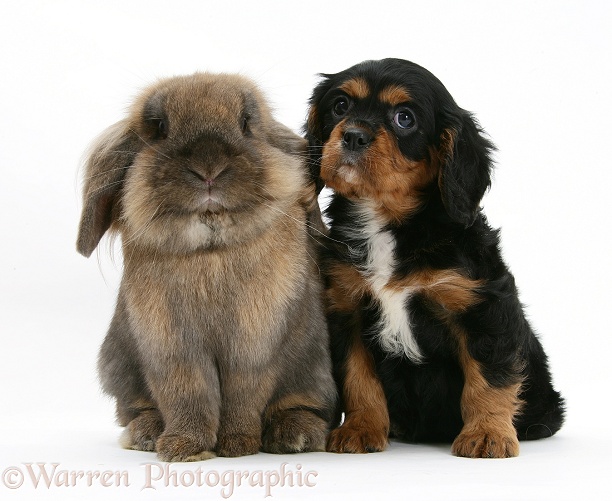 Black-and-tan Cavalier King Charles Spaniel pup and Lionhead rabbit, white background