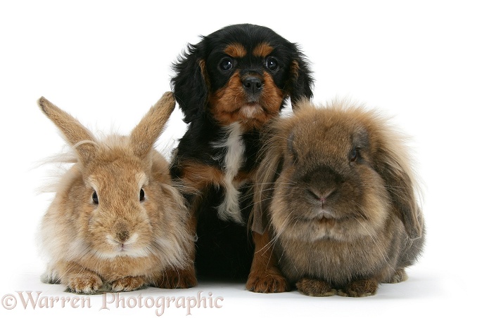 Black-and-tan Cavalier King Charles Spaniel pup and Lionhead rabbits, white background