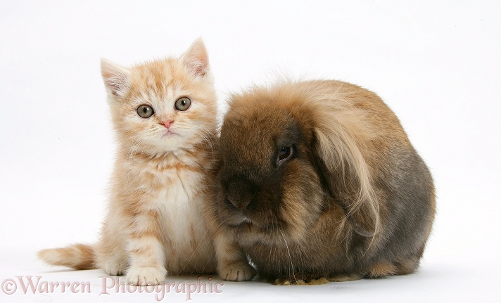 Ginger kitten with Lionhead rabbit, white background