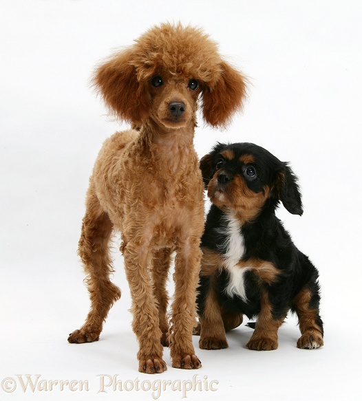 Red Toy Poodle pup, Reggie, with black-and-tan Cavalier King Charles Spaniel pup, white background