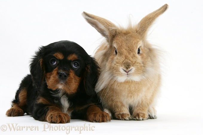 King Charles Spaniel pup and sandy Lionhead rabbit, white background