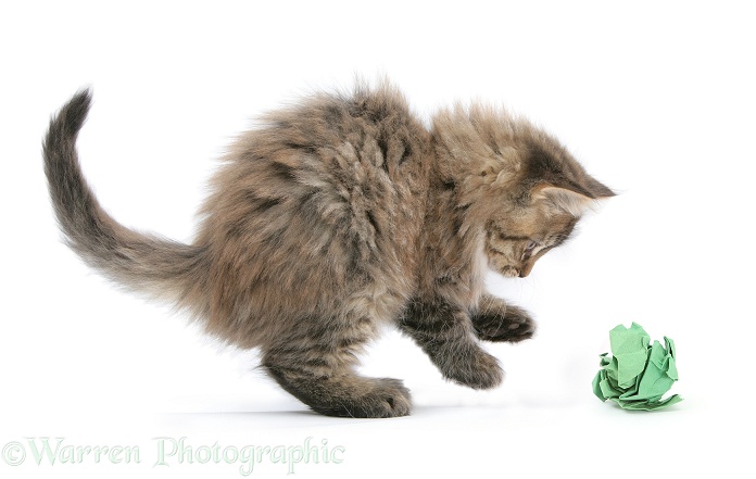 Maine Coon kitten, 8 weeks old, playing with paper, white background