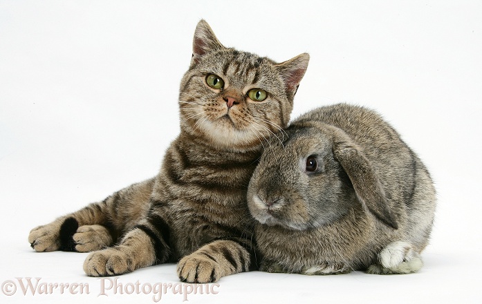 British Shorthair Brown Spotted cat, Tiger Lily, with agouti Lop rabbit, white background