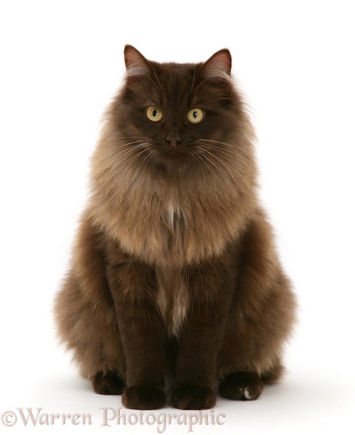 Fluffy dark chocolate Birman-cross cat sitting, white background