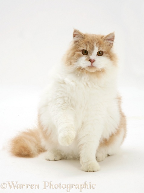 Ginger-and-white cat with raised paw, white background