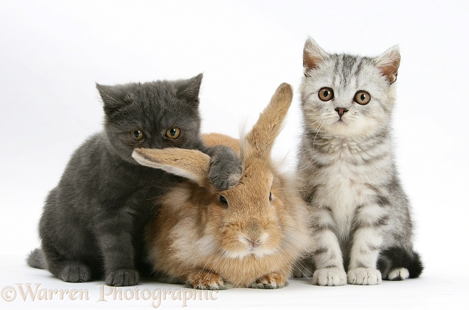 Grey kitten and silver tabby kitten with sandy Lionhead-cross rabbit, white background