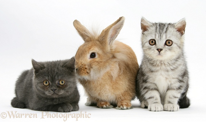 Grey kitten and silver tabby kitten with sandy Lionhead-cross rabbit, white background