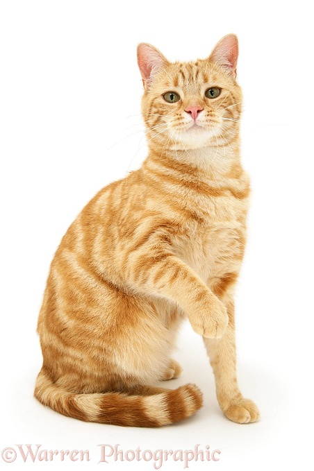 Ginger cat, Benedict, white background
