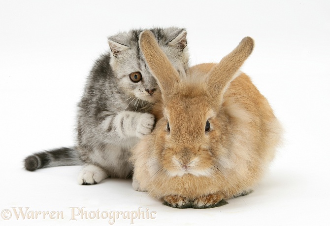 Silver tabby kitten and sandy Lionhead rabbit, white background