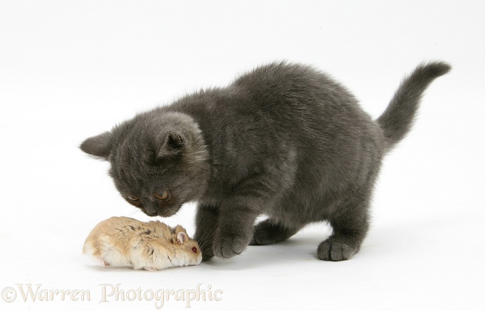 Grey kitten meeting Dwarf Siberian Hamster, white background