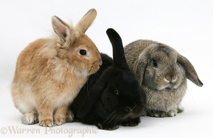 Black windmill-eared rabbit, sandy Lionhead-cross rabbit and agouti Lop rabbit, white background