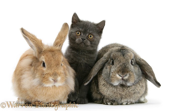 Grey kitten with sandy Lionhead-cross and agouti Lop rabbits, white background