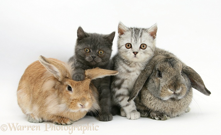 Grey kitten and silver tabby kitten with sandy Lionhead-cross and agouti Lop rabbits, white background