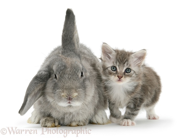 Tabby kitten with grey windmill-eared rabbit, white background