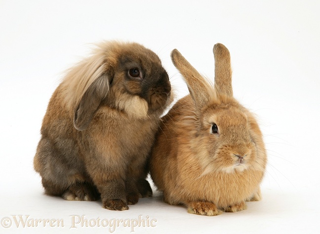 Lionhead and Lionhead-cross rabbits, white background