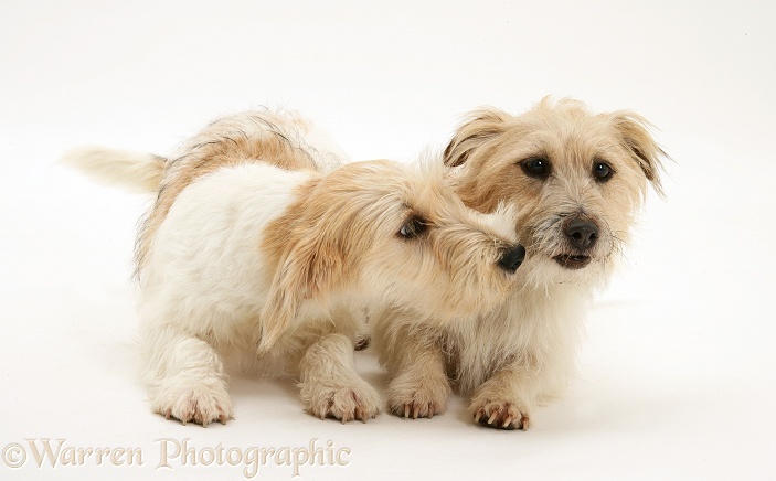 Mongrel dog, Mutley, and Jack Russell Terrier bitch, Daisy, white background