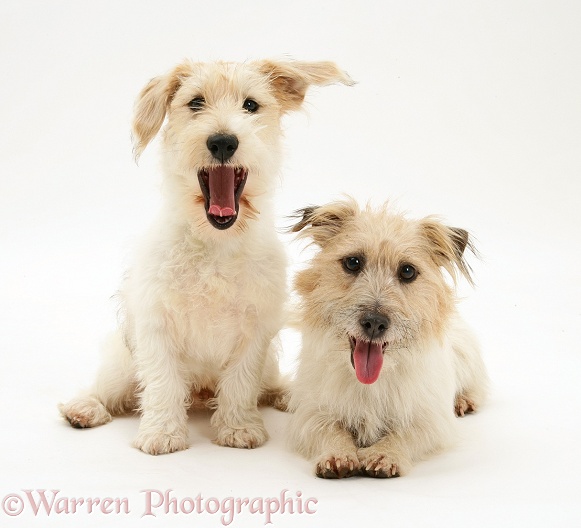 Mongrel dog, Mutley, and Jack Russell Terrier bitch, Daisy, white background