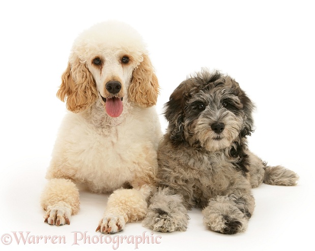 Miniature Apricot Poodle, Murphy, with blue merle Cadoodle pup (Collie x Poodle), Kizzy, 12 weeks old, white background