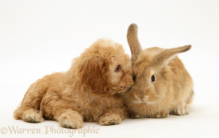 American Cockapoo puppy, 8 weeks old, with sandy Lionhead-cross rabbit, white background