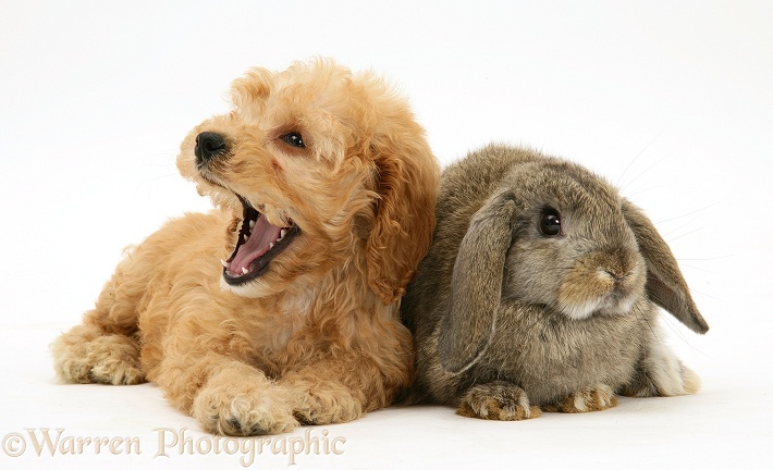 American Cockapoo puppy, 8 weeks old, yawning, with agouti Lop rabbit, white background