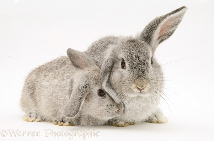 Mother and baby silver rabbits, white background