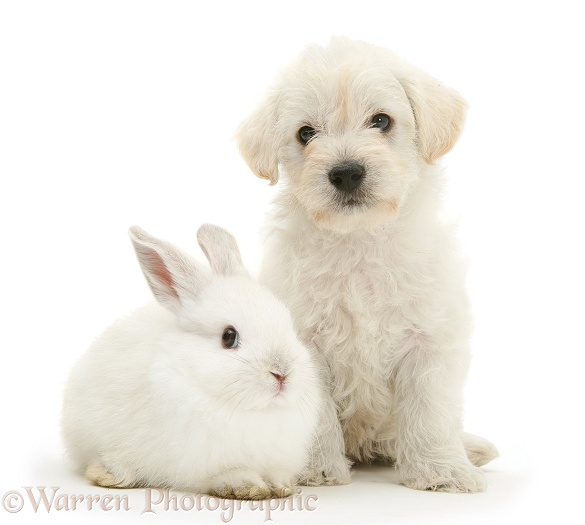 Woodle (West Highland White Terrier x Poodle) pup and white rabbit, white background