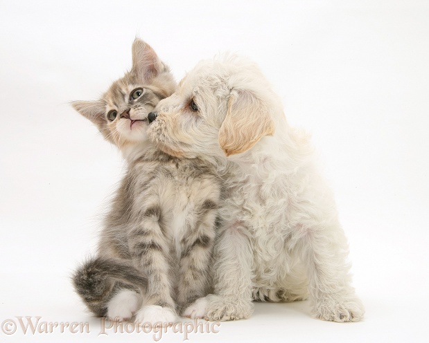 Woodle (West Highland White Terrier x Poodle) pup and Maine Coon kitten, white background