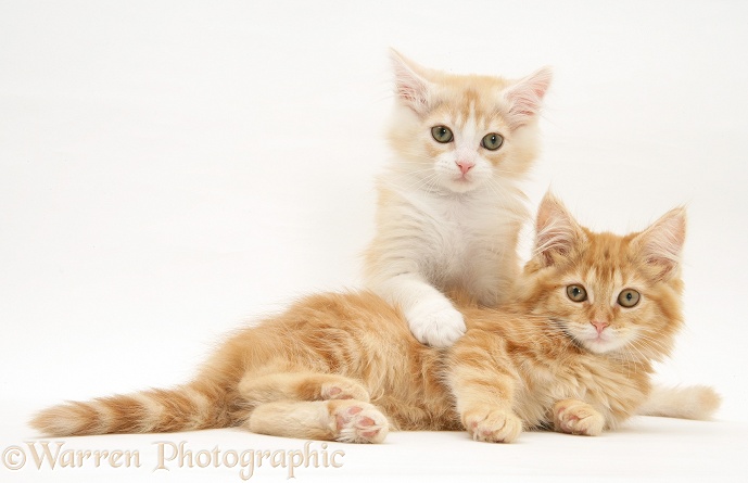 Ginger Maine Coon kittens, white background