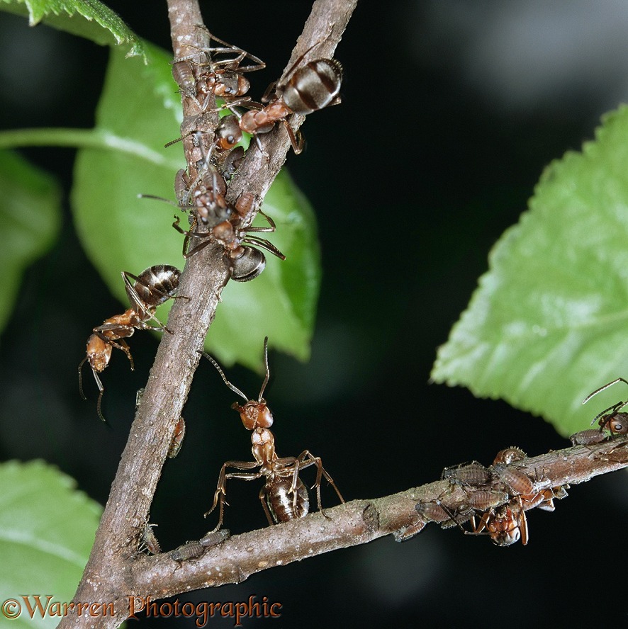 Wood ants (Formica rufa) workers tending aphids on Birch.  Europe