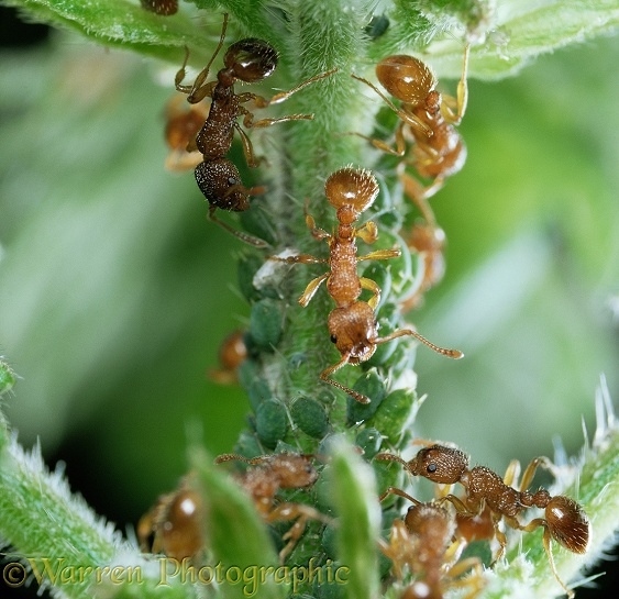 Red Ants (Myrmica rubra) collecting honeydew from Aphids.  Europe