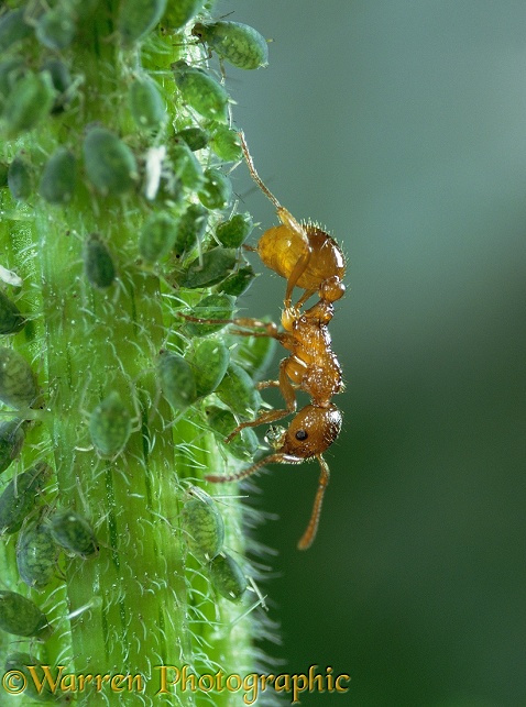 Red Ants (Myrmica rubra) collecting honeydew from Aphids