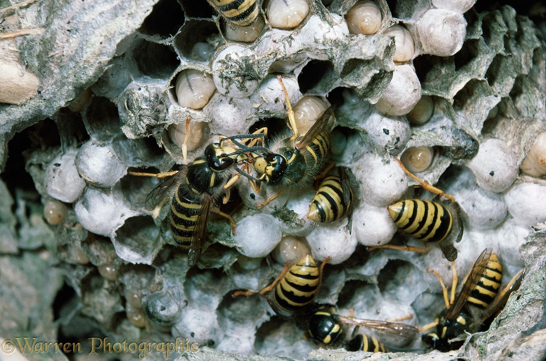 Tree wasp (Vespula sylvestris) nest, showing workers mutual feeding